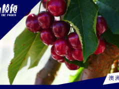 車厘子遲收成更甜更大粒 降價至每公斤25澳元