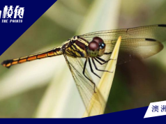 維州連年多雨 促使蜻蜓數量激增 種類超過300種