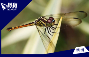 維州連年多雨 促使蜻蜓數量激增 種類超過300種