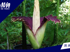 「屍」花盛放 花「香」㚖如死老鼠 阿德萊德百人排隊觀賞