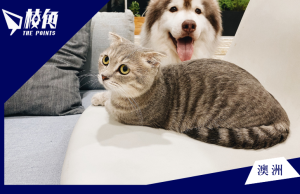 新州工黨建議簡化租戶飼養寵物規則