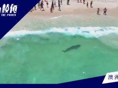 珀斯沙灘一周內兩次現鯊踪 沙灘緊急關閉