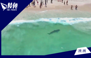 珀斯沙灘一周內兩次現鯊踪 沙灘緊急關閉