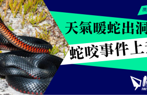 天氣溫暖蛇出洞 新州暑假期間蛇咬事件上升