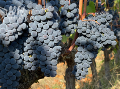 中國徵高額關稅 澳洲葡萄或供過於求
