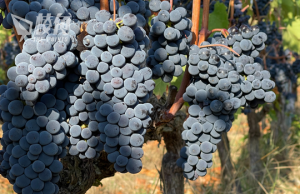 中國徵高額關稅 澳洲葡萄或供過於求