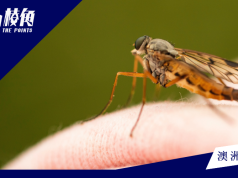 南澳五種蚊媒病毒活躍 有史以來最大毒蚊侵襲威脅