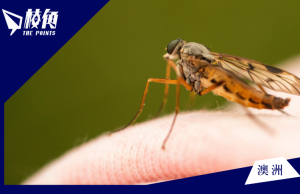 南澳五種蚊媒病毒活躍 有史以來最大毒蚊侵襲威脅