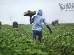 海外工人重返澳洲農場 業界預告農產品產量將大幅增加 價格有望回落