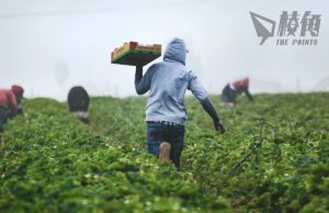 海外工人重返澳洲農場 業界預告農產品產量將大幅增加 價格有望回落