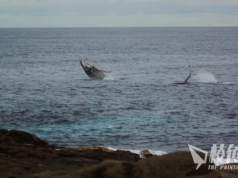 觀鯨旺季 新州海岸今年鯨魚遷徙數量暴增
