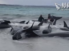 數十頭領航鯨攔淺西澳 專家籌謀緊急措施拯救 籲公眾遠離海灘