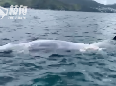 迷路布氏鯨訪港兩周後 被發現於西貢水域「反肚」亡