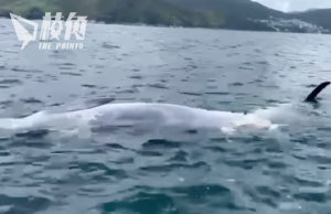 迷路布氏鯨訪港兩周後 被發現於西貢水域「反肚」亡
