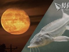 8月兩次現鱘魚超月 錯過要等14年