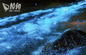 雪梨Palm Beach現藍色螢光海 專家指或是春天到來訊號