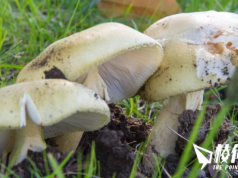 維州毒菇案3死1危殆 疑與致命死帽菇有關