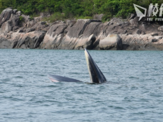 布氏鯨迷路2周「反肚」亡 環境局拒認漁護署反應慢 指不應簡單歸咎人為因素