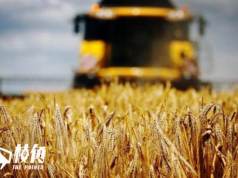 中國宣佈取消徵收澳洲大麥反傾銷反補貼稅