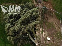 英國200年歷史古樹「羅賓漢樹」遭鋸斷 16歲青年被捕