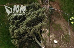 英國200年歷史古樹「羅賓漢樹」遭鋸斷 16歲青年被捕