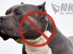 英國發生多宗XL惡霸犬傷人事件 辛偉誠宣布今年底起全國禁養