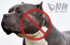 英國發生多宗XL惡霸犬傷人事件 辛偉誠宣布今年底起全國禁養