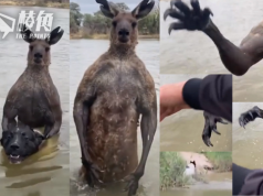 有片│為救遭挾持愛犬 澳洲男勇戰爆肌袋鼠 手臂被擊中「痛足全日」