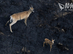 山火燒毀1800萬公頃土地 重創加國野生物種 生物學家:死亡數量有數十萬之多