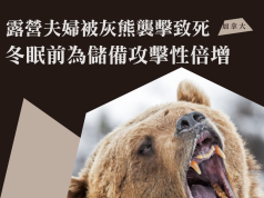 加拿大露營夫婦被灰熊襲擊致死 冬眠前為儲備攻擊性倍增