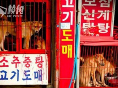 動保意識高漲+年輕人反對 南韓擬立法禁食狗肉 或寬限3年 財政支援相關業者