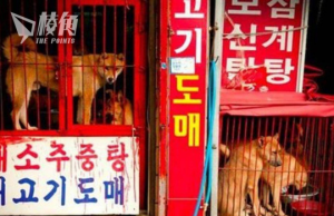 動保意識高漲+年輕人反對 南韓擬立法禁食狗肉 或寬限3年 財政支援相關業者