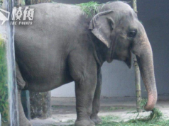全球最孤獨大象去世 馬尼拉被斥尤如單獨監禁數十年致早逝 市長擬將遺體製標本再展出