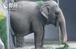 全球最孤獨大象去世 馬尼拉被斥尤如單獨監禁數十年致早逝 市長擬將遺體製標本再展出