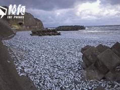 大量沙甸魚被沖上北海道函館海灘 網傳受日排放核處理水影響 日本水產廳:說法無根據