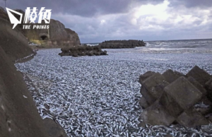 大量沙甸魚被沖上北海道函館海灘 網傳受日排放核處理水影響 日本水產廳:說法無根據