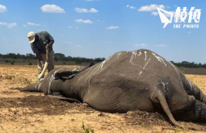 氣候變遷加劇厄爾尼諾現象衝擊 津巴布韋乾旱逾百大象亡 預計南部非洲降雨量仍將低於平均值