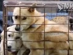 千年習俗告終 南韓立法禁食狗肉