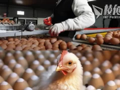 【皮毛小知識】雞蛋要不要冷藏、要不要先清洗? 沙門氏菌的教訓! (繁體中文字幕)