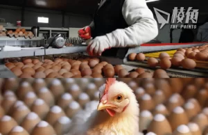 【皮毛小知識】雞蛋要不要冷藏、要不要先清洗? 沙門氏菌的教訓! (繁體中文字幕)