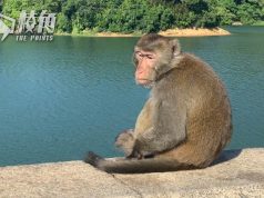 香港首例
猴疱疹病毒男患者危殆 曾於金山公園接觸猴子