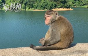香港首例
猴疱疹病毒男患者危殆 曾於金山公園接觸猴子