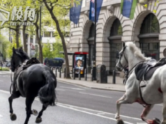 兩馬倫敦市中心迷路近三小時 軍方:已尋獲、至少四人受傷