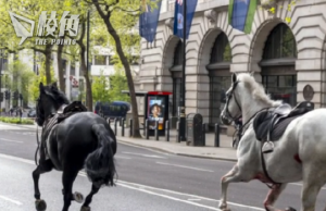 兩馬倫敦市中心迷路近三小時 軍方:已尋獲、至少四人受傷