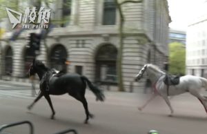 四馬倫敦市中心失控奔馳 兩馬傷勢嚴重 已接受手術