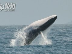 日本擬允捕殺長鬚鯨 內閣官房長官:傳承傳統飲食文化