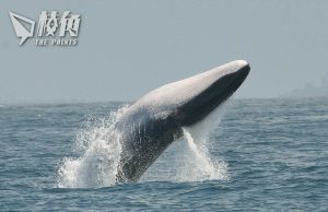 日本擬允捕殺長鬚鯨 內閣官房長官:傳承傳統飲食文化