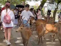 網傳有中國人攻擊奈良鹿 日本網民籲向縣政府舉報