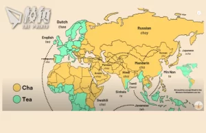 【皮毛小知識】源自華語的日常英語用字!(繁體中文字幕)