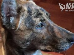 民主派初選案|毛孟靜獲釋一周 再發文交代近況:愛犬在她回家前已離世